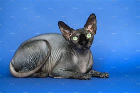 Hairless Canadian Sphynx Cat Animal Stock Photos ~ Creative Market