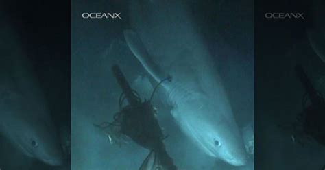 Mysterious Deep Sea Shark Older Than Dinosaurs
