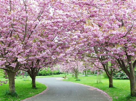 Sakura Town In Japan City Of Cherry Pink Flowering Trees Park Path