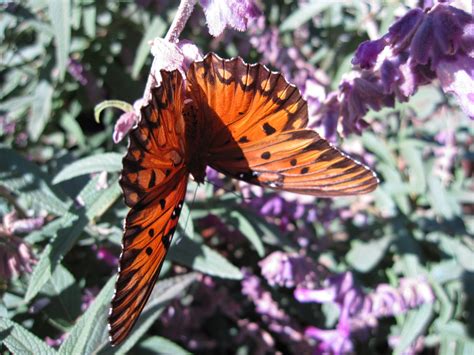 Gardening For Butterflies Gulf Fritillary Butterfly Host Plant