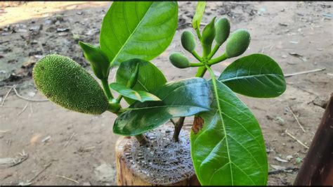 Planting Jackfruit With Aloe Vera In Banana Tree How To Grow