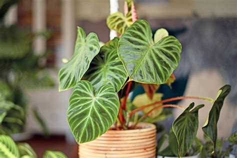 Philodendron Care 101 Learn How To Grow Vining And Upright Varieties Of This Popular Houseplant