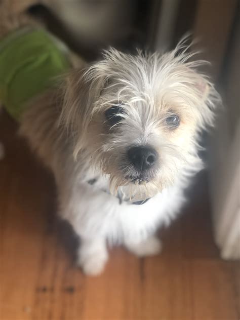 Jasper Small Male Jack Russell Terrier X Maltese Mix Dog In Vic