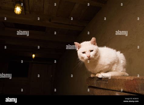 A White Farm Cat Stock Photo Alamy