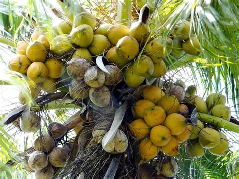 Types Of Dwarf Coconut Tree You Can Grow In Garden Aura Trees