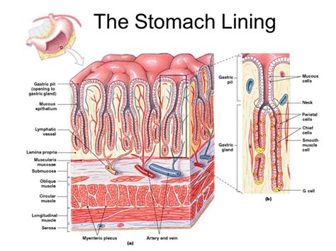 Anatomy Of Stomach Lining Digestive System Ppt Video Online Download Di