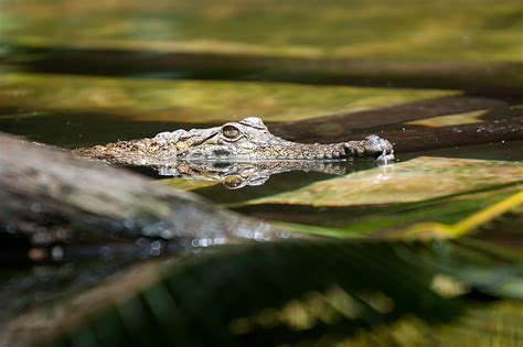 Crocodilian San Diego Zoo Animals And Plants