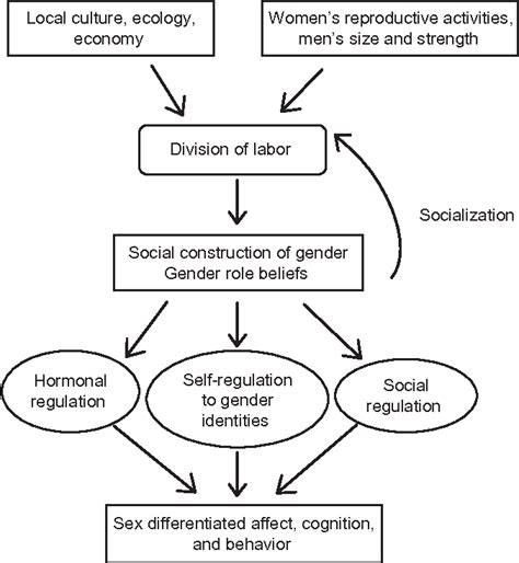 Figure 21 From Biosocial Construction Of Sex Differences And Similarities In Behavior