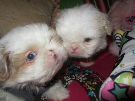 Blue Eyed Shih Tzu Puppies Through The Eyes Of Animals Pinterest