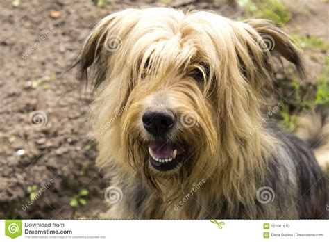 However, when it comes to sheer adorableness, these pups may just rise above the rest as the cutest dog breeds. Big very shaggy dog stock photo. Image of friend, curly - 101001610
