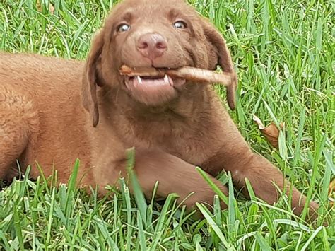 Looking to stud my akc registered chesapeake bay retriever. Chesapeake Bay Retriever Breeders, Chesapeake Puppies for sale