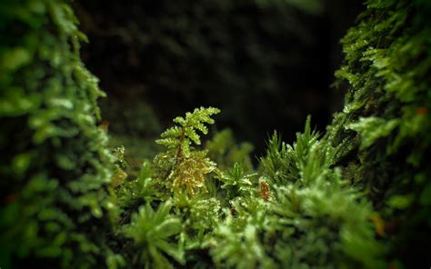 Wallpaper Forest Leaves Depth Of Field Dark Nature