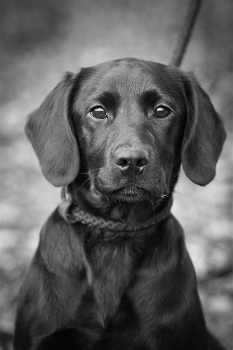 Black Labrador Gun Dog Portrait I Took This Last Weekend