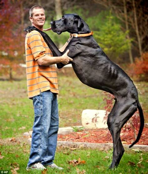 Worlds Tallest Dog Zeus Dies At Age Five