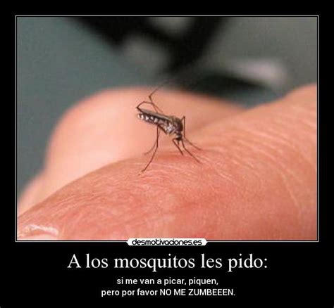 Top 190 Imagenes De Mosquitos Graciosas Destinomexicomx