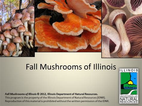 Fall Mushrooms Of Illinois Youtube