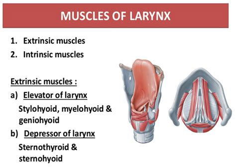 Muscles Of Pharynx And Larynx Focus Dentistry
