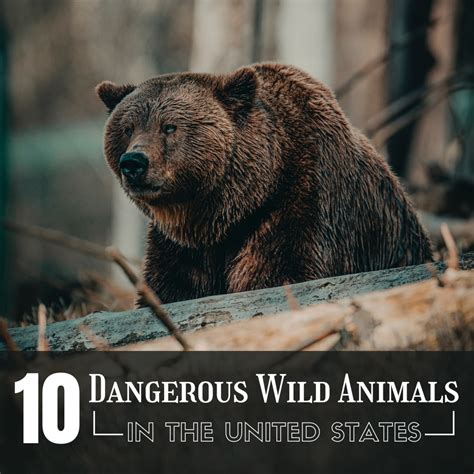 The Top 10 Most Dangerous Wild Animals In The Usa Owlcation