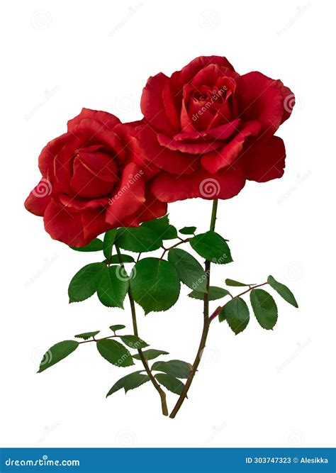Two Dark Red Roses With Green Leaves Isolated On White Stock Image