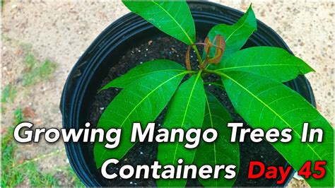 Growing Mango Trees In Containers Day 45 Youtube