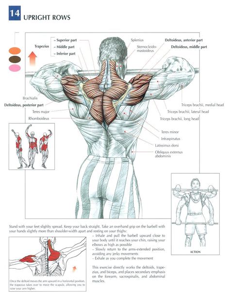 Shoulder Upright Rows Muscle Fitness Mens Fitness Health Fitness