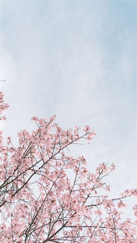 Cherry Blossom Anime Aesthetic Wallpapers Wallpaper Cave
