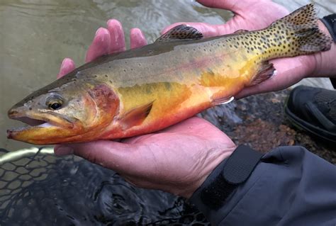 Tips And Tactics For Golden Trout Success Flylords Mag