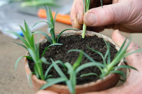 How To Take Carnation Cuttings Carnation Plants Growing Carnations