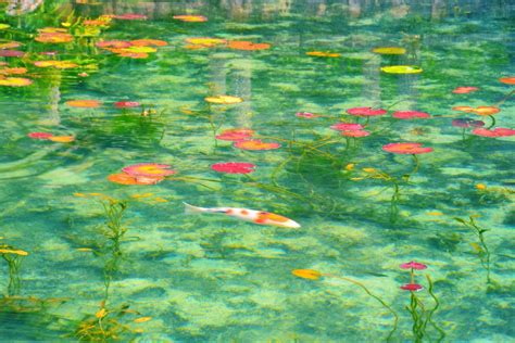 モネの池 ピクスポット 絶景・風景写真・撮影スポット・撮影ガイド・カメラの使い方