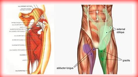 Groin Muscle Anatomy Male Groin Muscle Anatomy Diagram Muscle