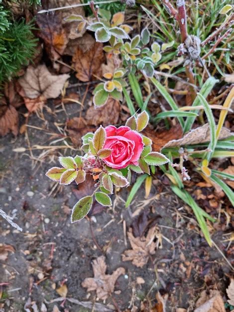 Premium Photo Beautiful Snowy Pink Rose In The Garden