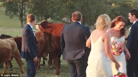 Couples Wedding Pictures Interrupted By A Mounting Bull In Toowoomba