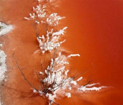 French Camargue Blood Red Lake Natural Phenomenon Wander Lord