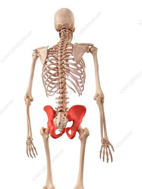 Human Hip Bones Stock Image F0162501 Science Photo Library
