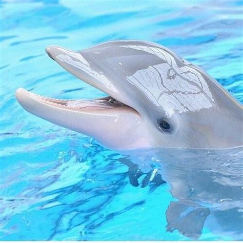 Pin By Angel Collins On Dolphins The Most Beautiful Creature On Earth