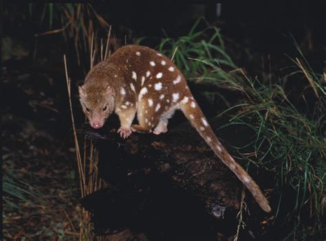Centre For Fortean Zoology Australia Plea To Save Spotted Tailed Quoll