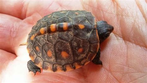 From Egg To Baby Box Turtle Breeding Tips And Tricks Box Turtle Site