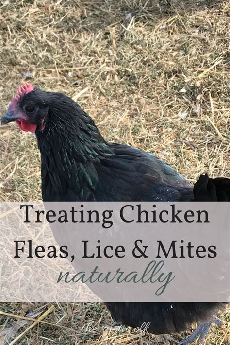 Treating Chicken Fleas Lice And Mites Naturally Mites On Chickens