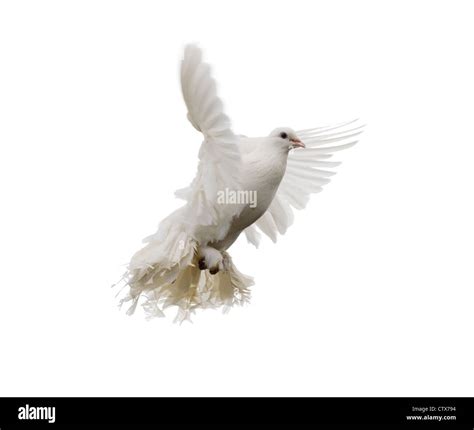 White Dove In Flight Isolated On White Stock Photo Alamy