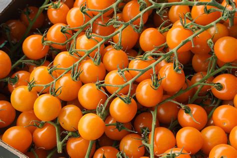 100 Orange Cherry Tomato Heirloom Solanum Lycopersicum Indeterminate