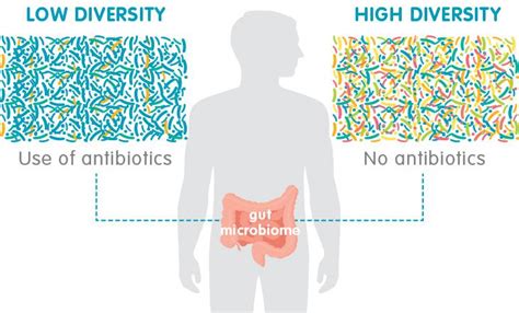 11 Diet Tips From The Probiotic Lifestyle Why Feeding The Gut