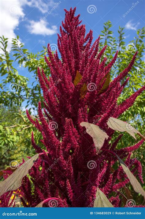 Blooming Amaranthus Cruentus Red Amaranth Stock Image Image Of