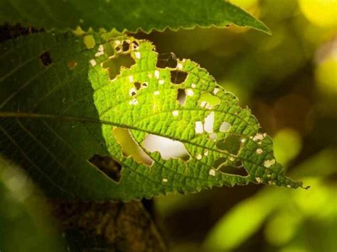 How To Prevent And Get Rid Of Fungus Gnats On Seedlings The Small