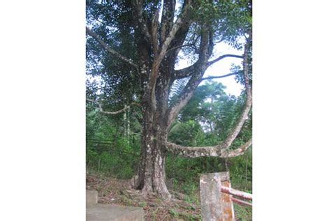 Itu karena pohon tertua di dunia hidup di kondisi keras di daerah dengan ketinggian yang tinggi. Cengkeh Afo Bisa Menjaga Erosi Hutan | Republika Online