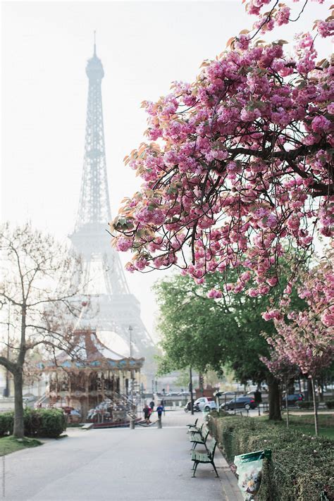 Eiffel Tower And The Cherry Blossom Tree By Stocksy Contributor