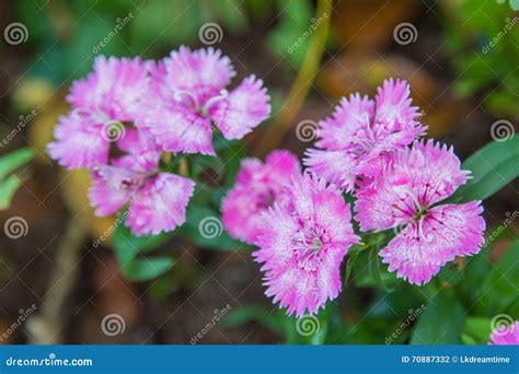 Wild Carnation Pink Flowers Stock Photo Image Of Green Cluster