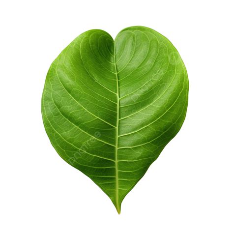 Green Betel Leaf Isolated Png Png Png Images Transparent Background