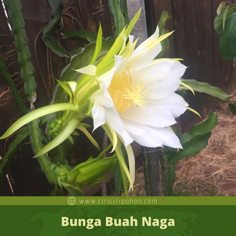 Check spelling or type a new query. Ciri Ciri Pohon Buah Naga (Hylocereus undatus) Di Alam ...