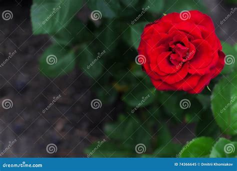 Single Big Red Rose In Garden Top View Stock Image Image Of Floral