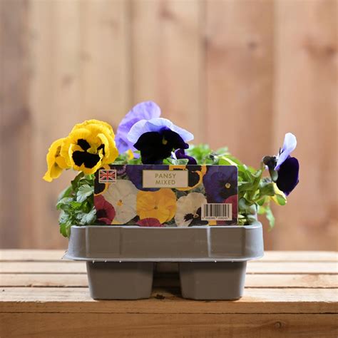 Pansy Mixed 6 Pack Multipack Polhill Garden Centre